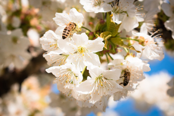 bees on white blossom